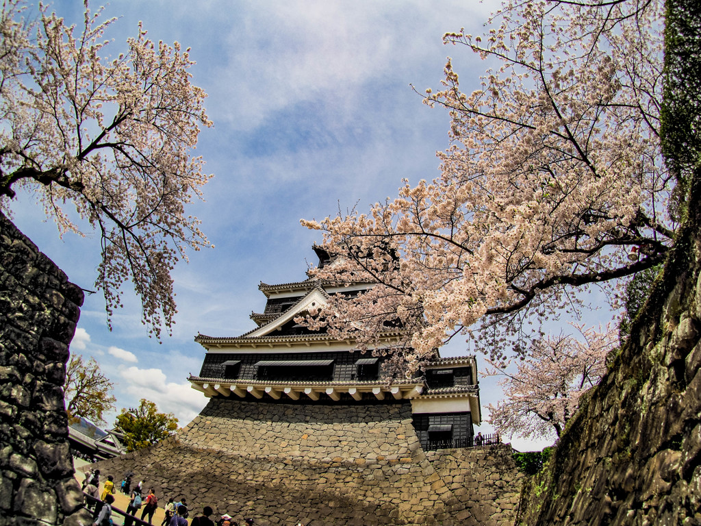 熊本城の桜３