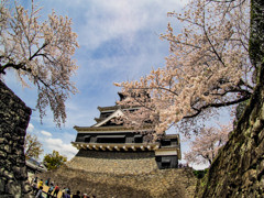 熊本城の桜３