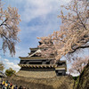 熊本城の桜３