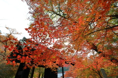 秋月の紅葉２０２１　その２