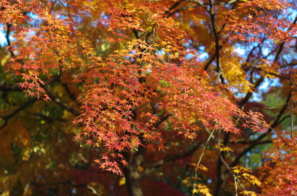 光が丘公園の紅葉