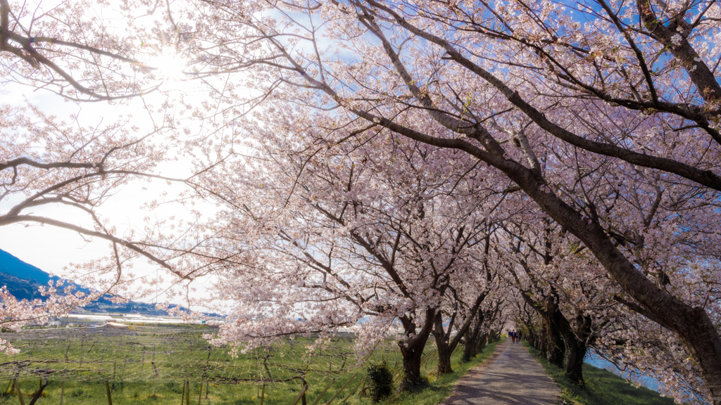 うきは流川桜並木　その３