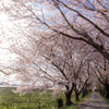 うきは流川桜並木　その３