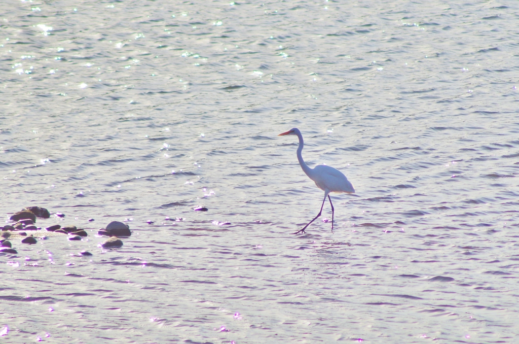 原鶴温泉の野鳥