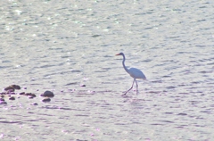 原鶴温泉の野鳥