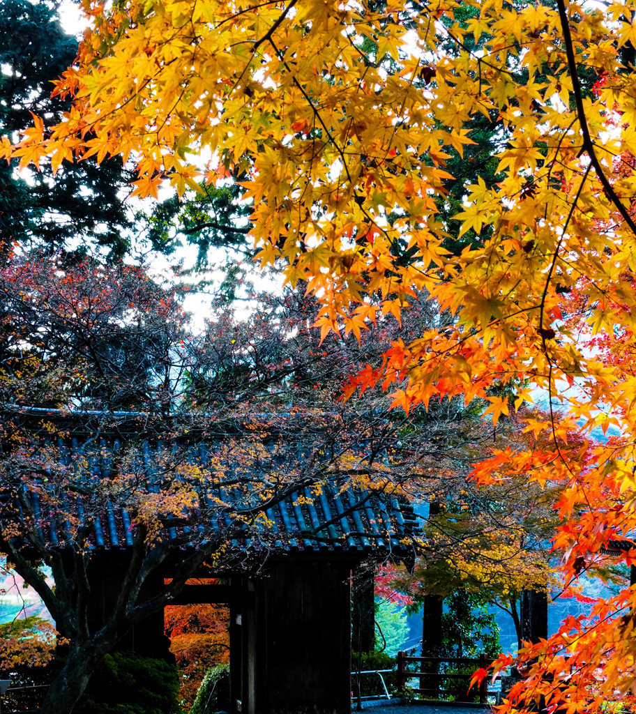 参道の紅葉４