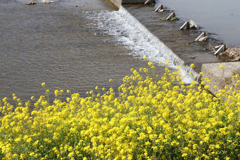 それはもう菜の花だらけだった。