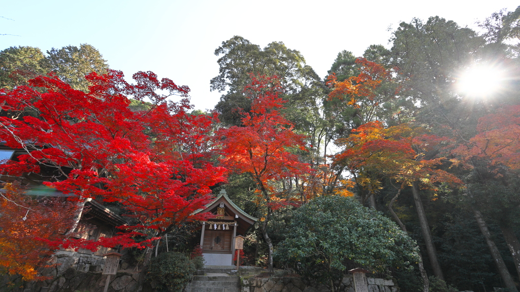竈門神社の紅葉２０２１　その７