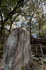 神社の森　その３