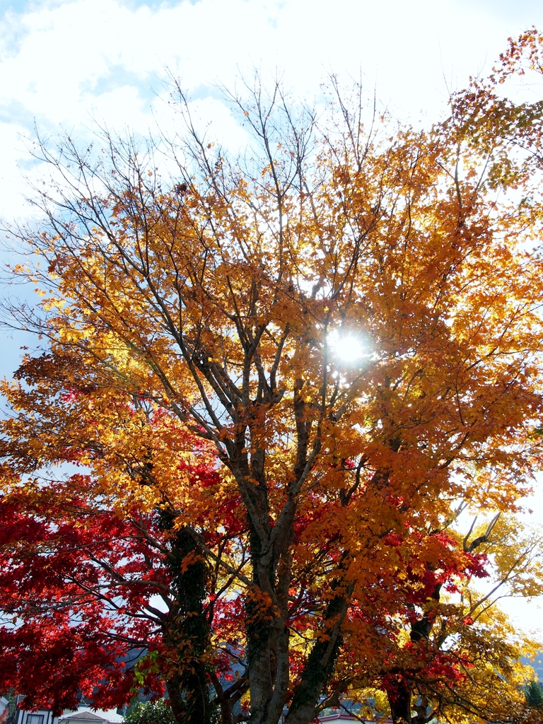 芦ノ湖湖畔の紅葉