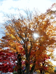 芦ノ湖湖畔の紅葉