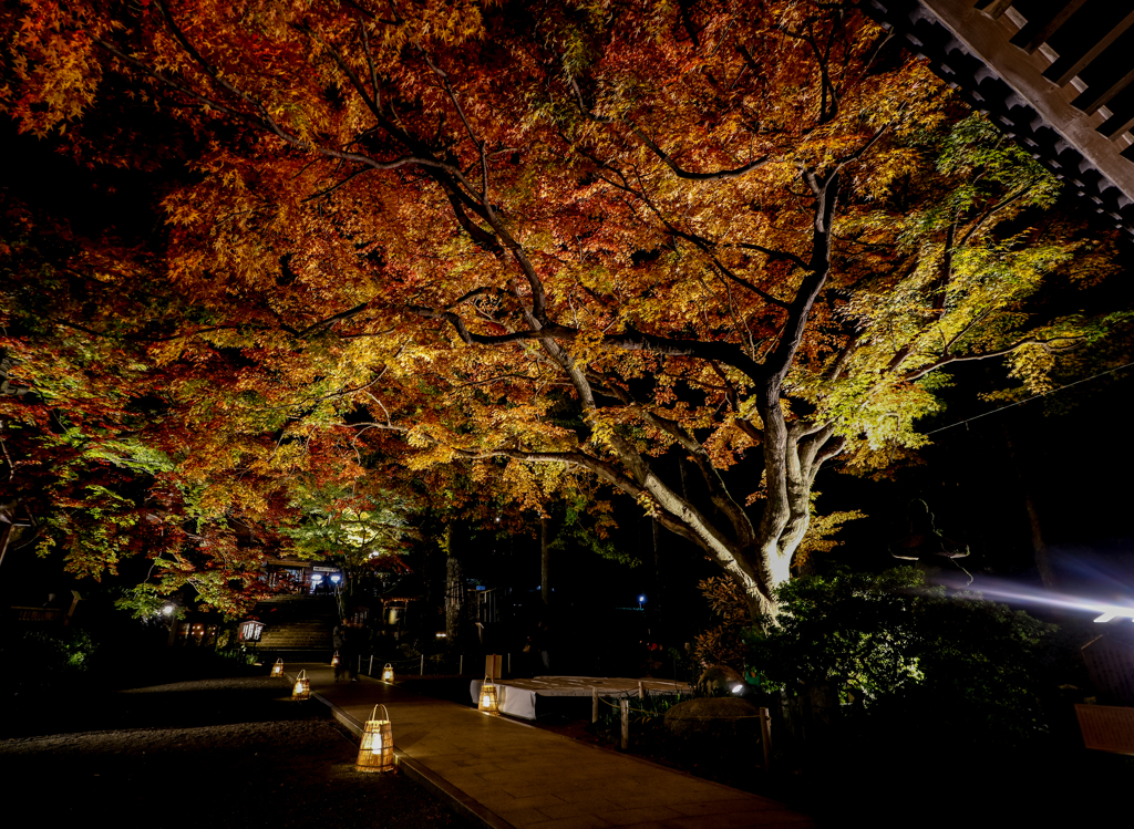 大興善寺の紅葉２０１９　その２
