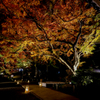 大興善寺の紅葉２０１９　その２