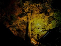 大興善寺のライトアップ　８