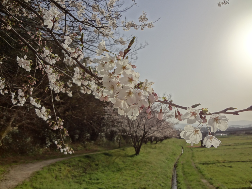 水城跡の桜