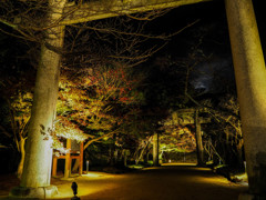 鳥居の先は幻想的
