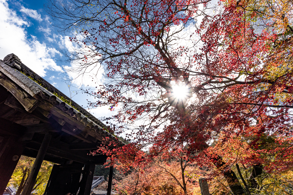 福岡秋月の紅葉２０２０　その４