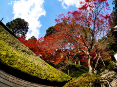 苔と紅葉と青空