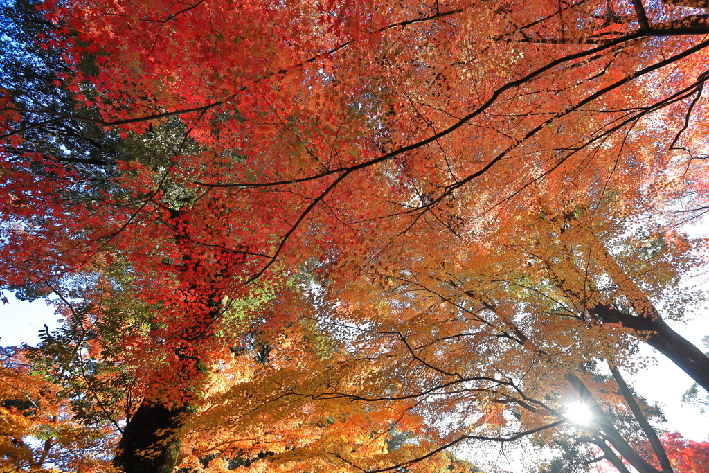 大興善寺の紅葉２０２１　その９