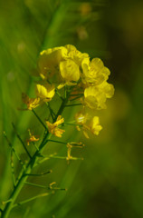 福岡空港近くの菜の花