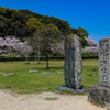 大宰府政庁跡の桜満開２０２０　その５