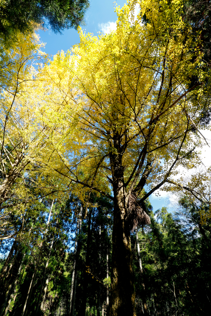 秋月の紅葉２０１９その６