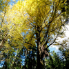 秋月の紅葉２０１９その６
