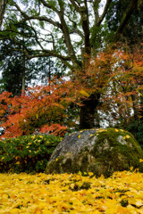 大興善寺の黄葉と紅葉