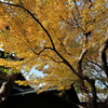 松風園の紅葉１