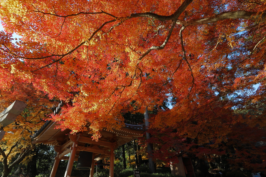 大興善寺の紅葉２０２１　その１５