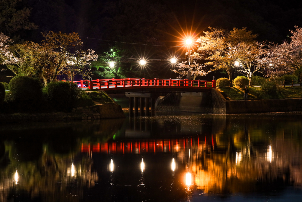 甘木公園の桜２０２０　その１２