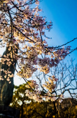 太宰府の桜７