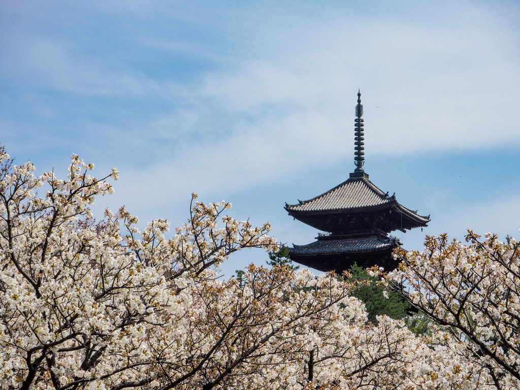 御室桜５
