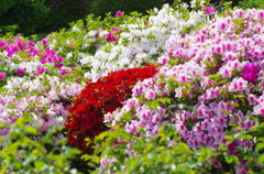 ５月の花　４