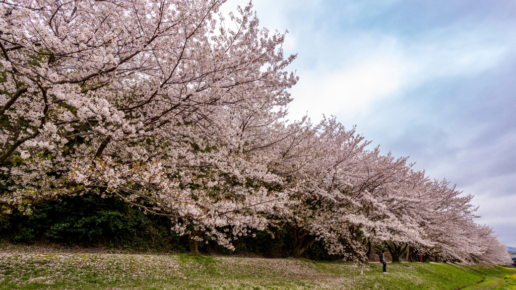 太宰府の桜2024その5