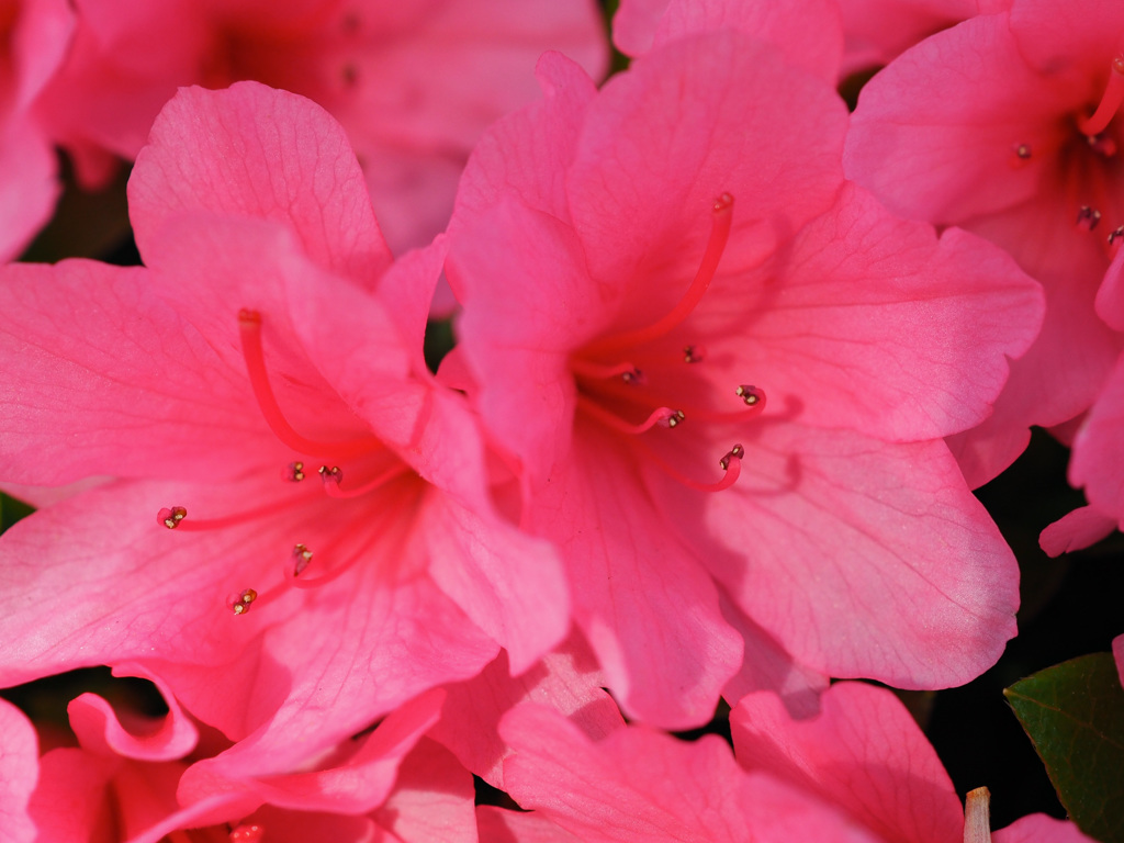 石橋文化センターの春　２