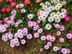 ５月の花　２