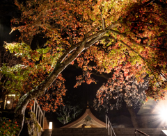 雨のライトアップの竈門神社の紅葉　その８