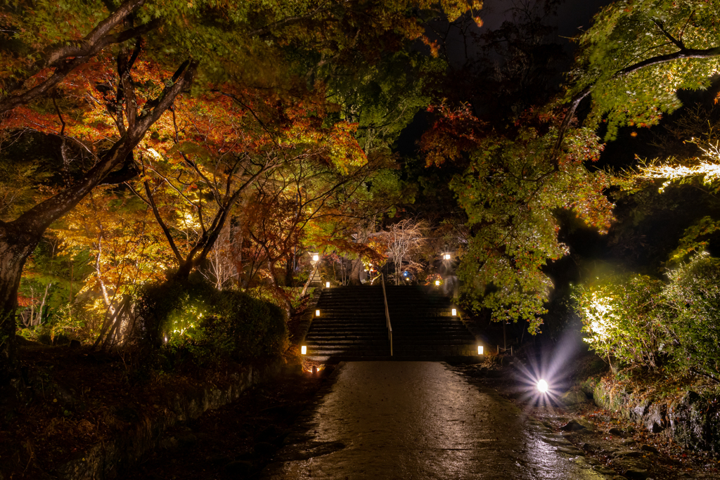 雨のライトアップの竈門神社の紅葉　その２