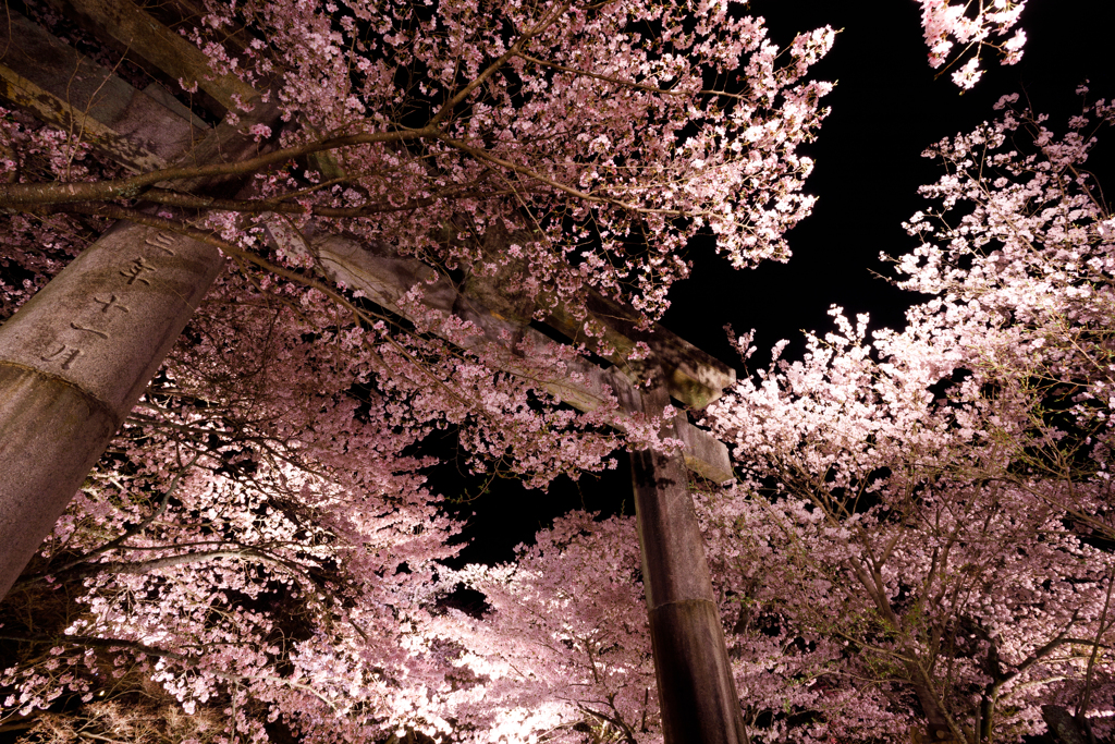 竈門神社の夜桜　その１