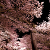 竈門神社の夜桜　その１