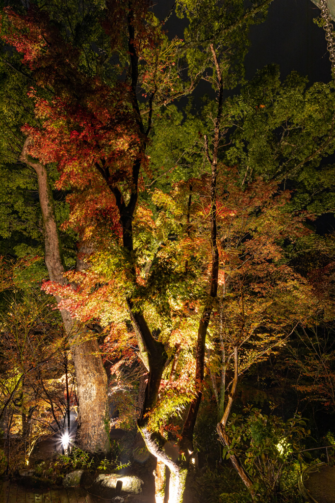 雨のライトアップの竈門神社の紅葉　その９
