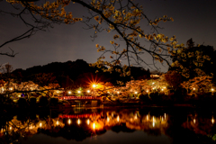 甘木公園の桜２０２０　その１３