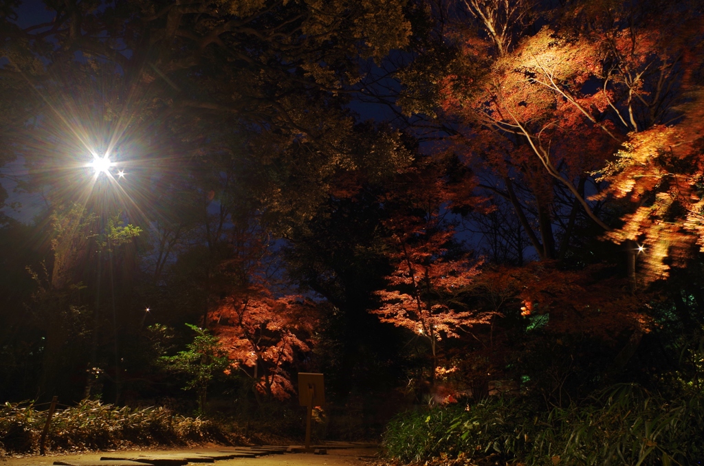 六義園の紅葉２