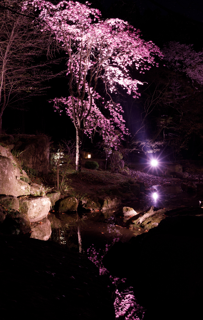 竈門神社の夜桜　その２