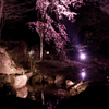 竈門神社の夜桜　その２