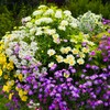 海の中道海浜公園の花　３