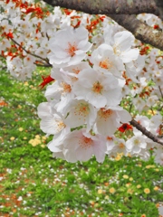御室桜と菜の花　３