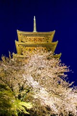 京都　東寺　ライトアップ　１