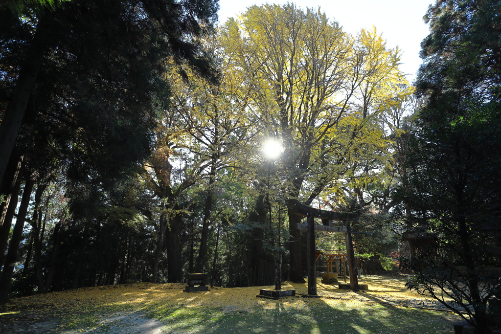 秋月の紅葉２０２１　その１０